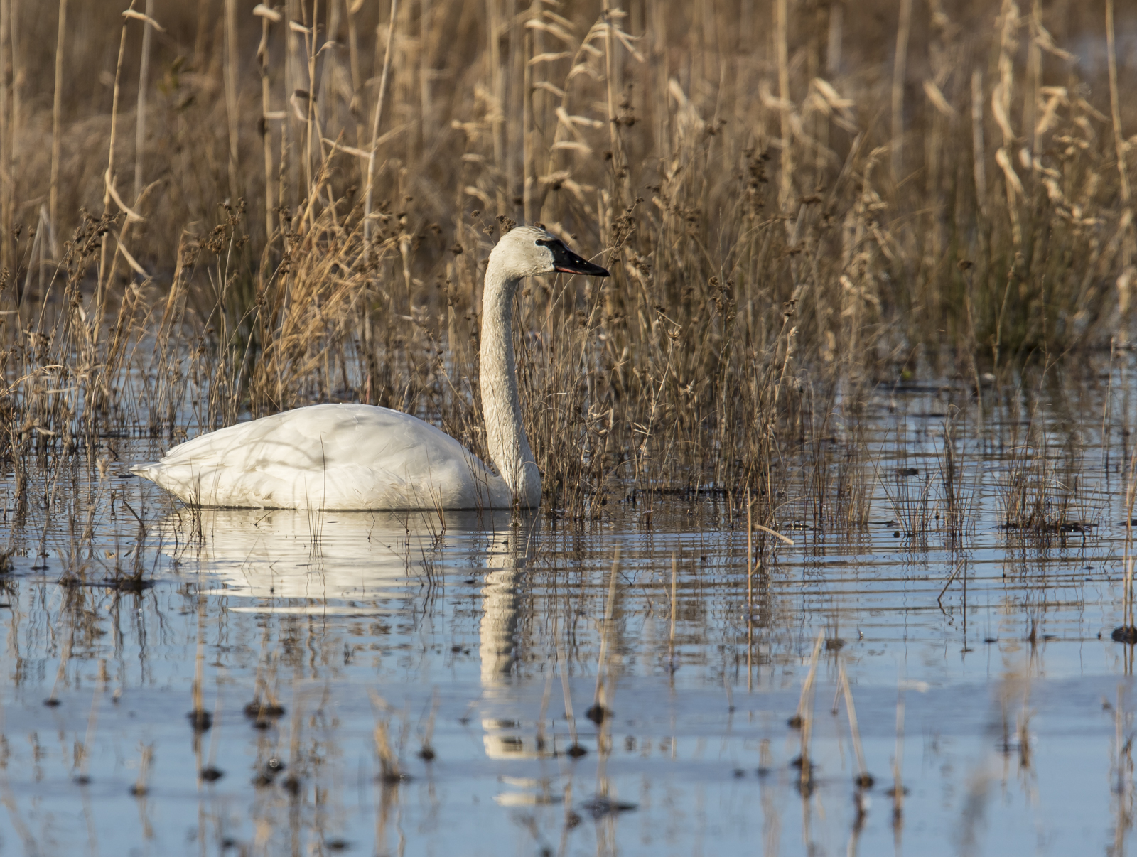 tundra swan in impoundment
