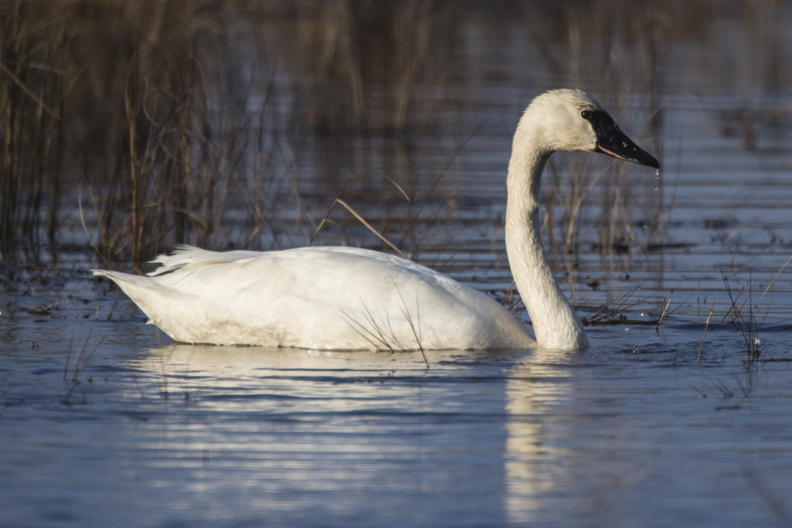 tundra swan in marsh