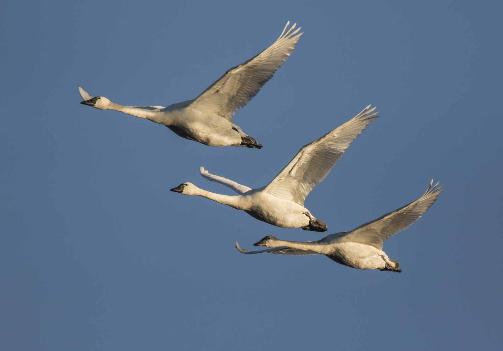 tundra swans in morning light