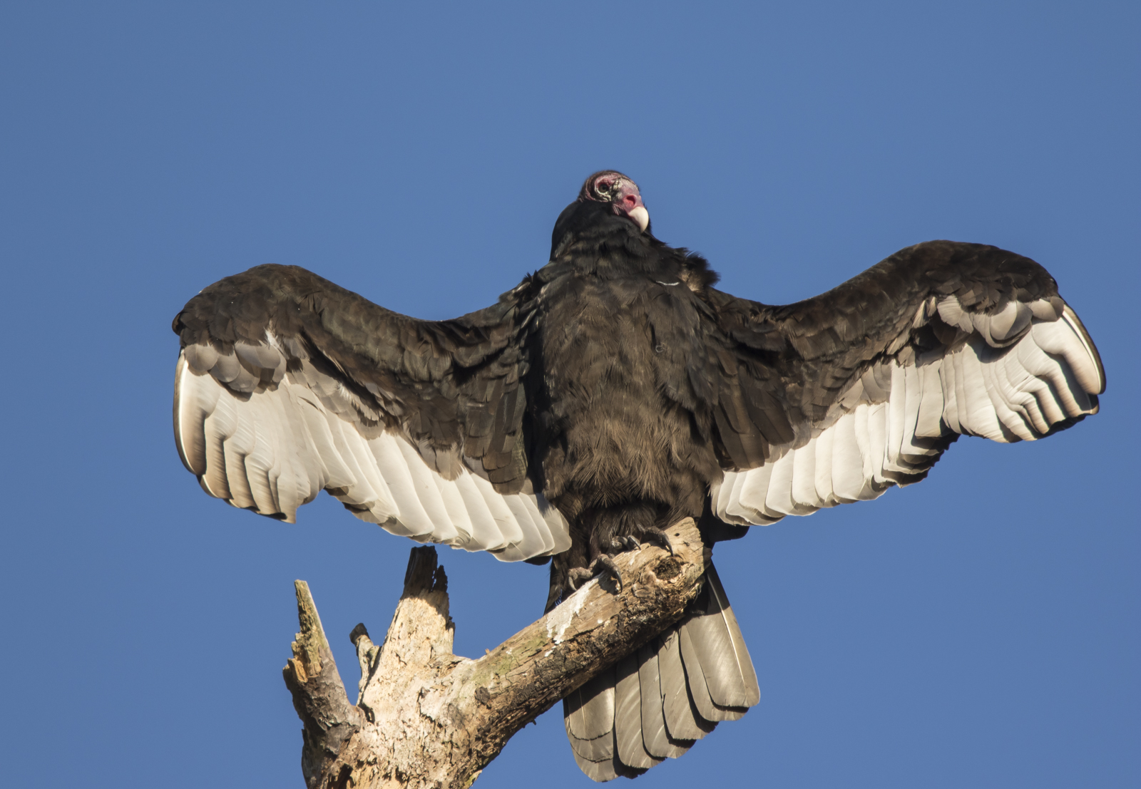 turkey vulture with wings spread 1