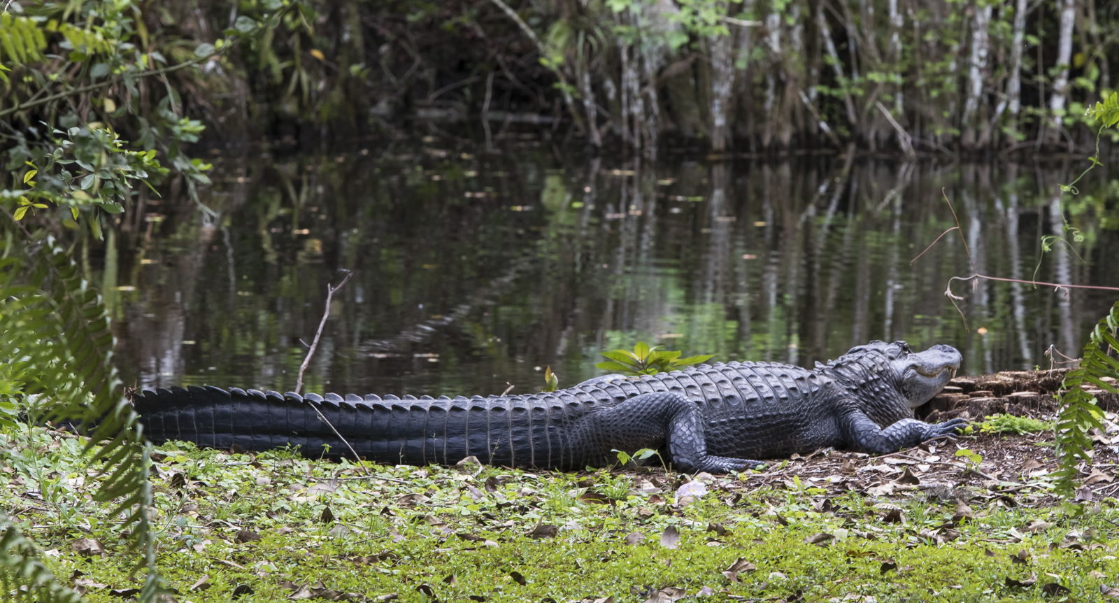 Alligator at Big Cypress 1