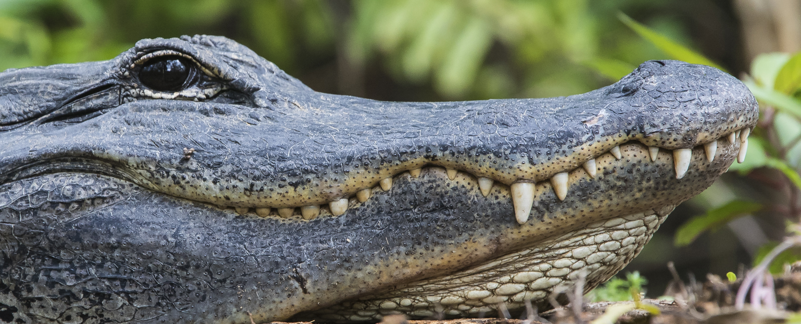 alligator at Big Cypress close up 1