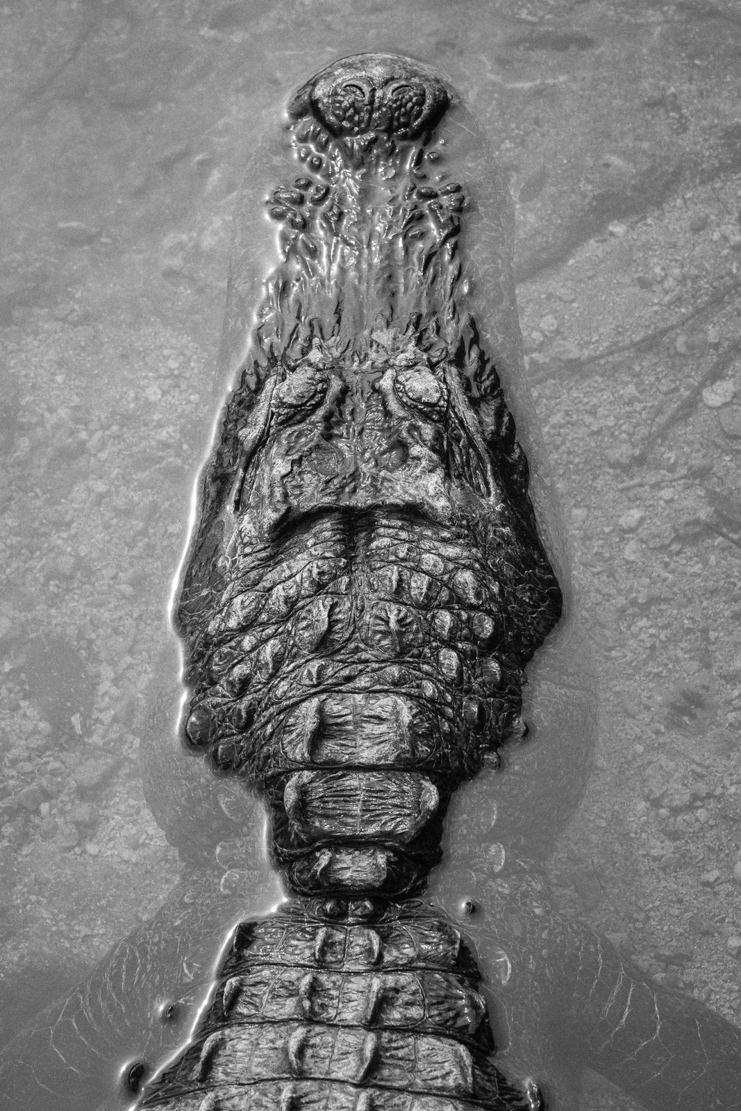 alligator black and white head