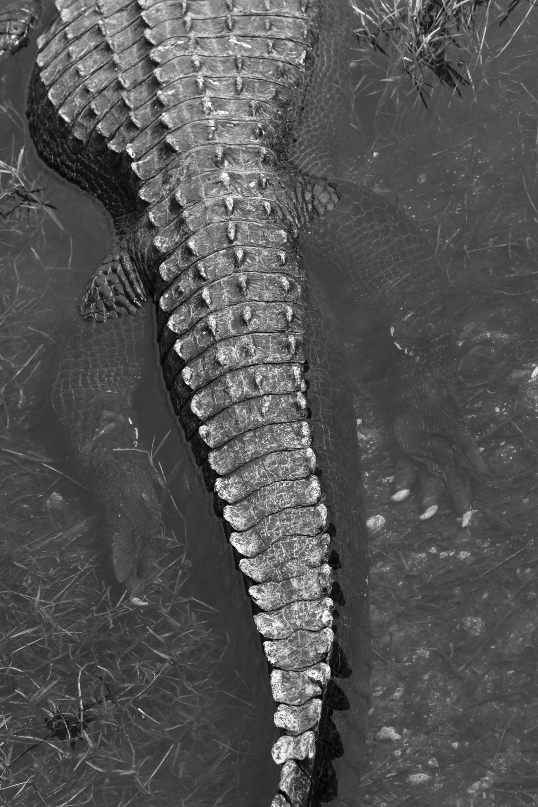 alligator black and white tail