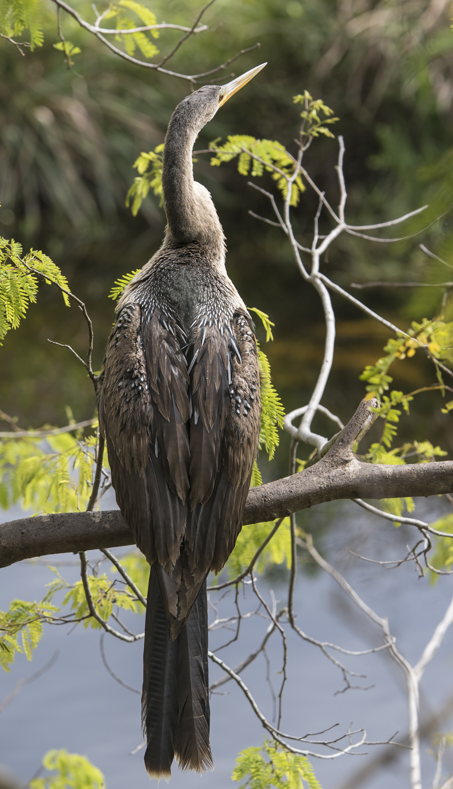 anhinga on limb