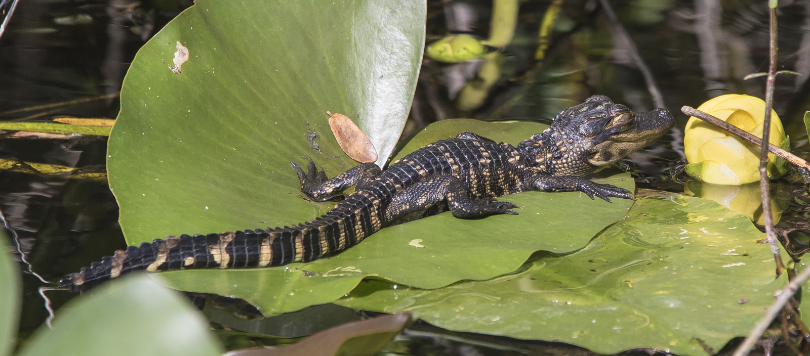 baby alligator