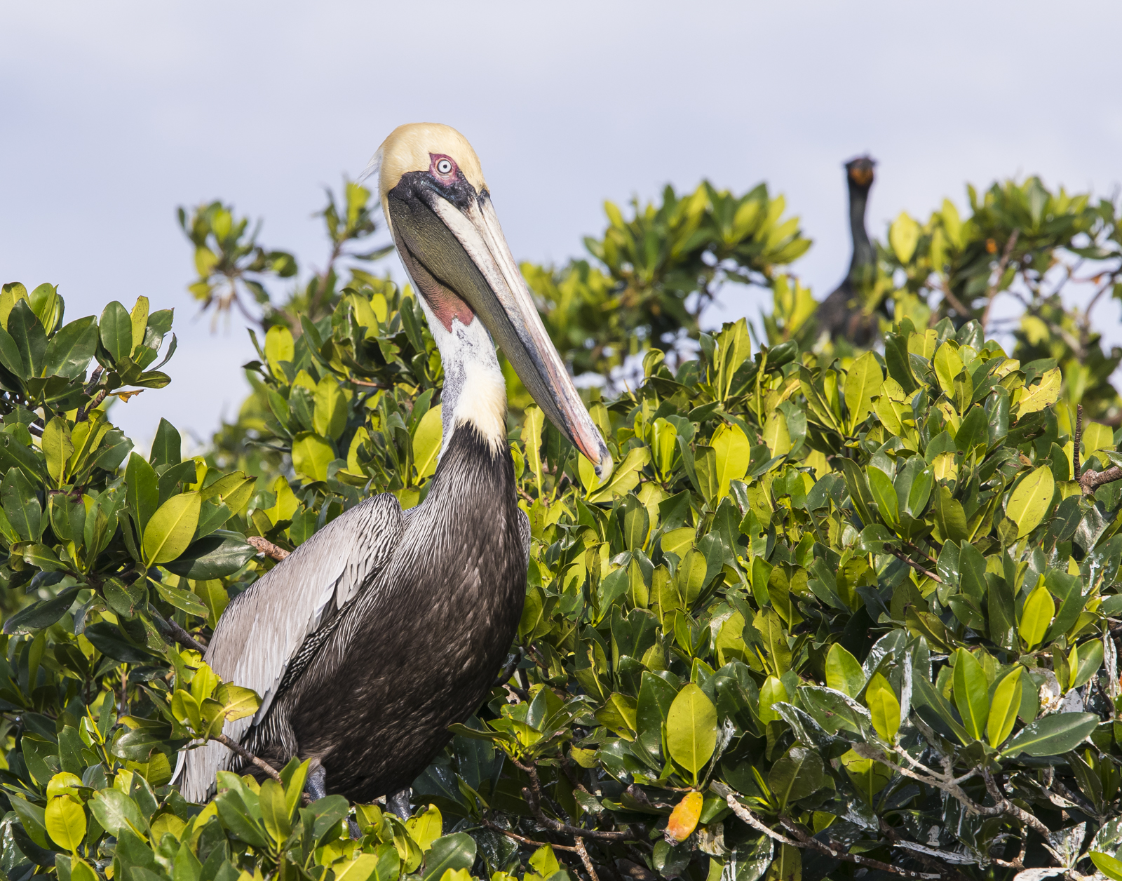 Brown pelican at roost