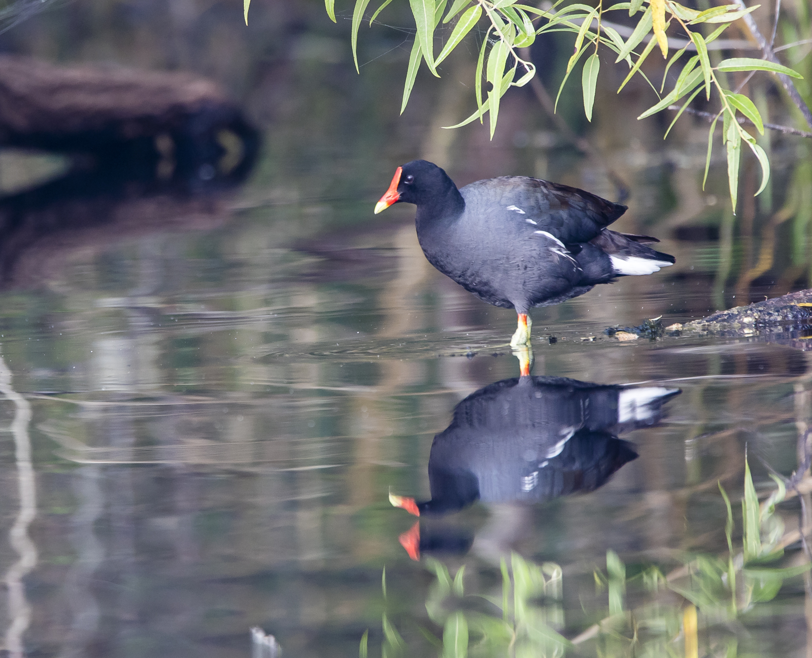 common moorhen