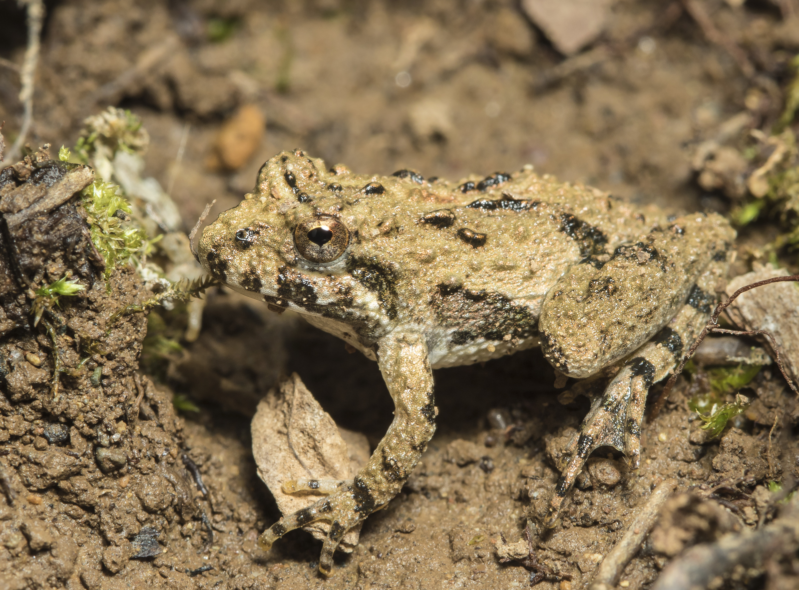 cricket frog (brown) side view