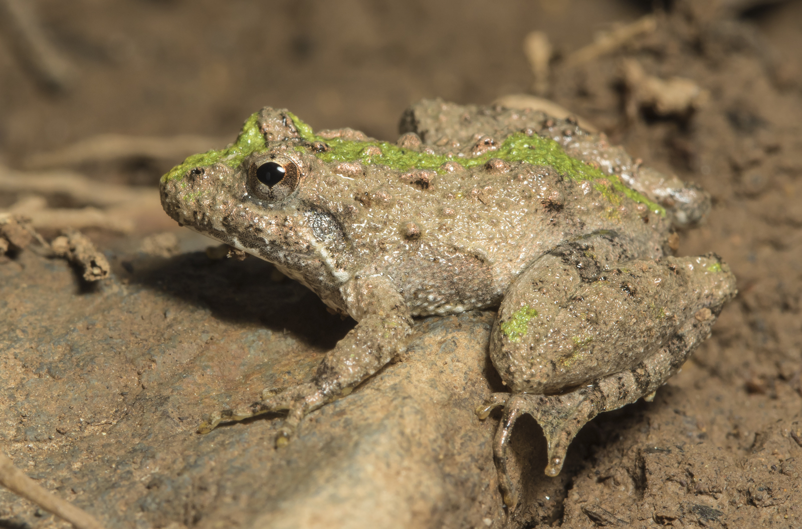 Cricket frog (green) side view