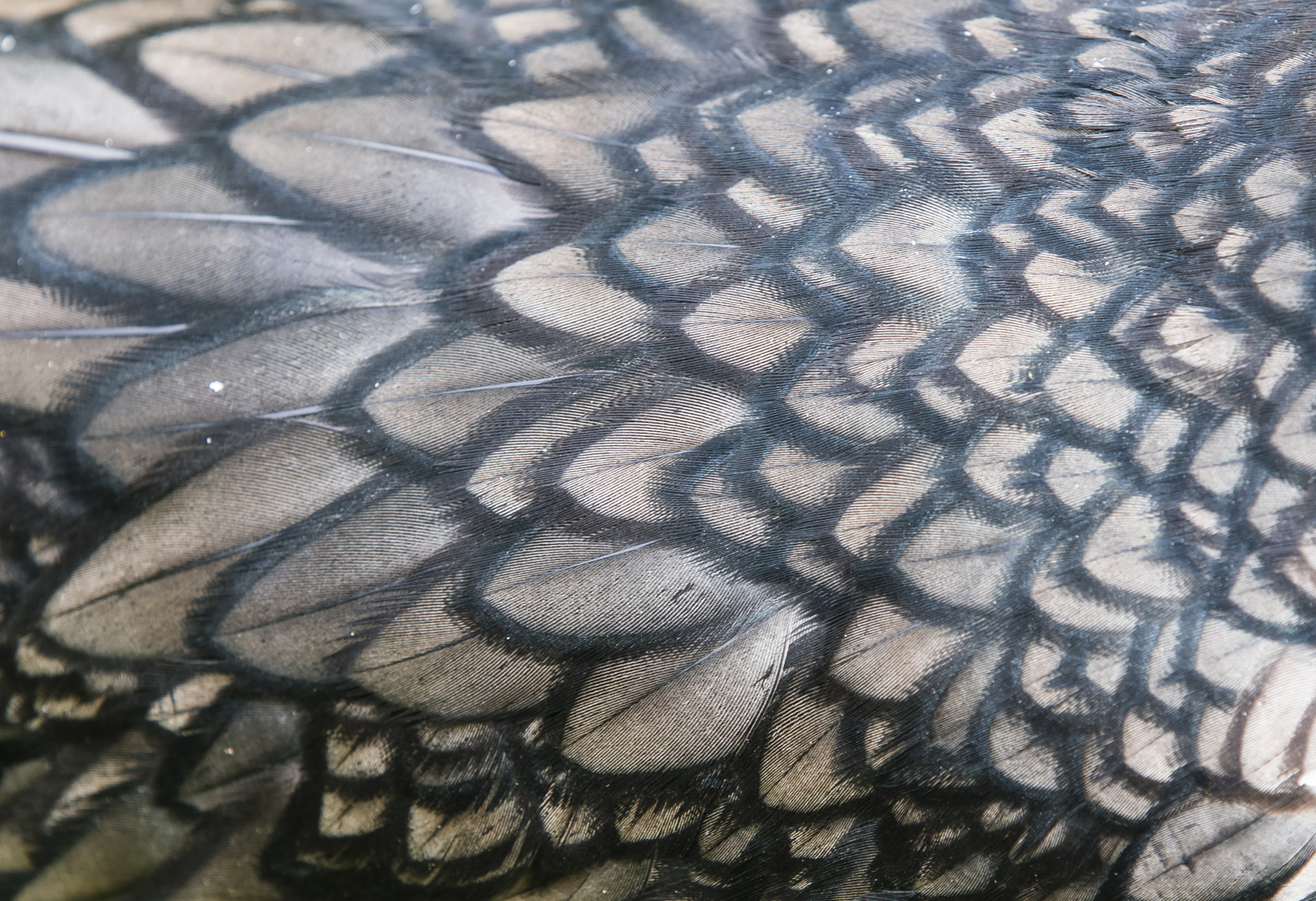 double-crested cormorant feathers