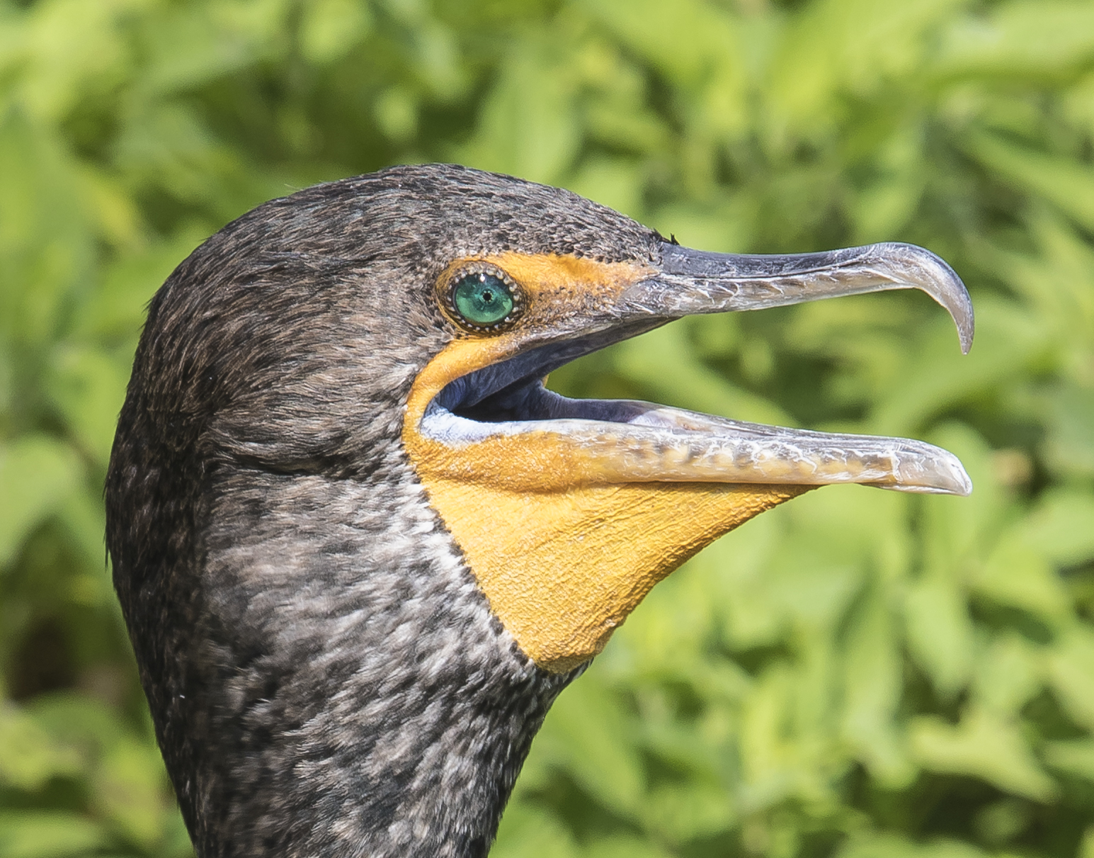 double-crested cormorant head