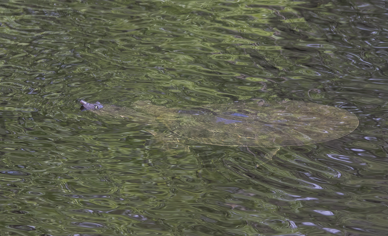 Florida softshell turtle
