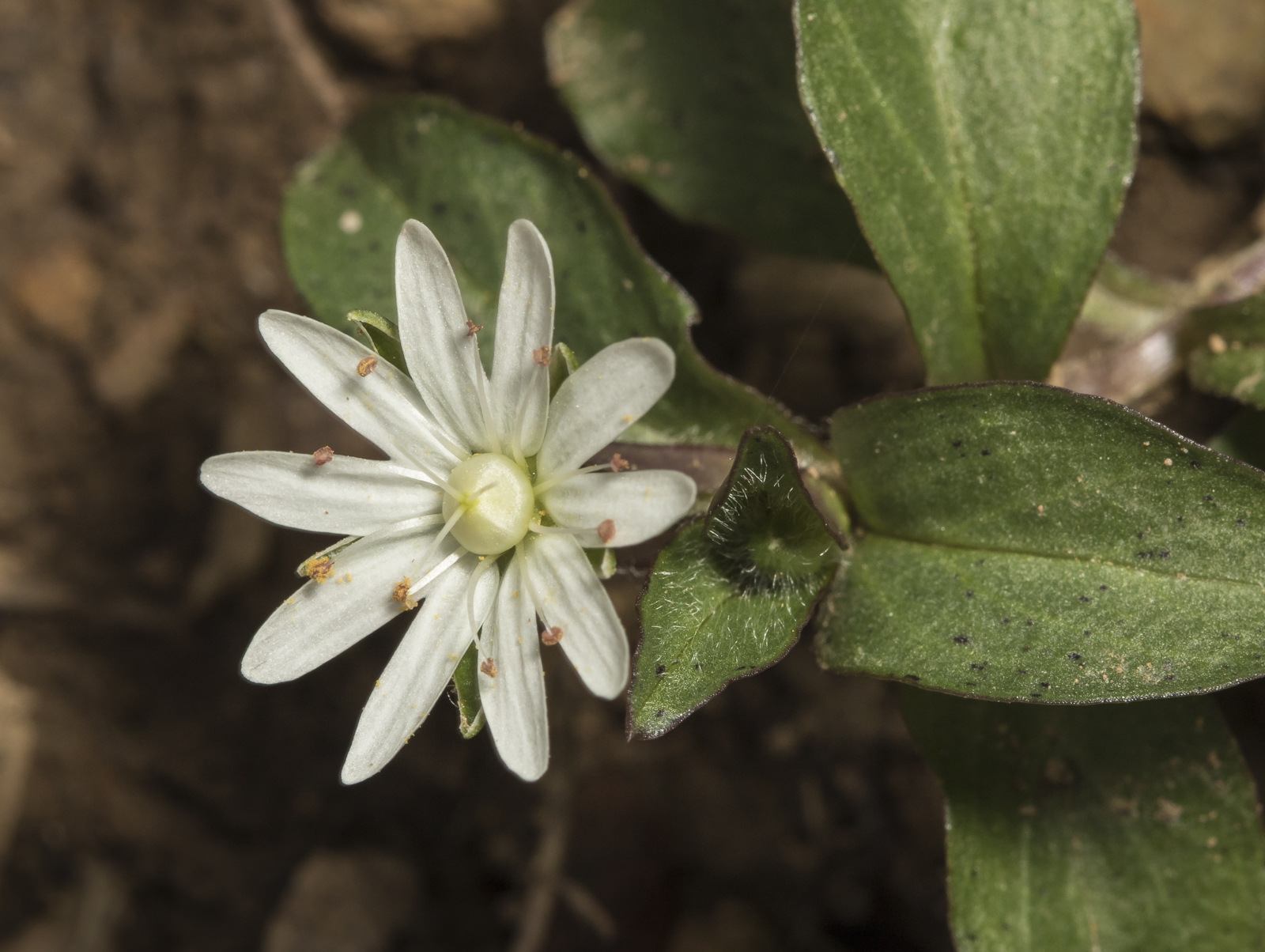 Giant chickweed