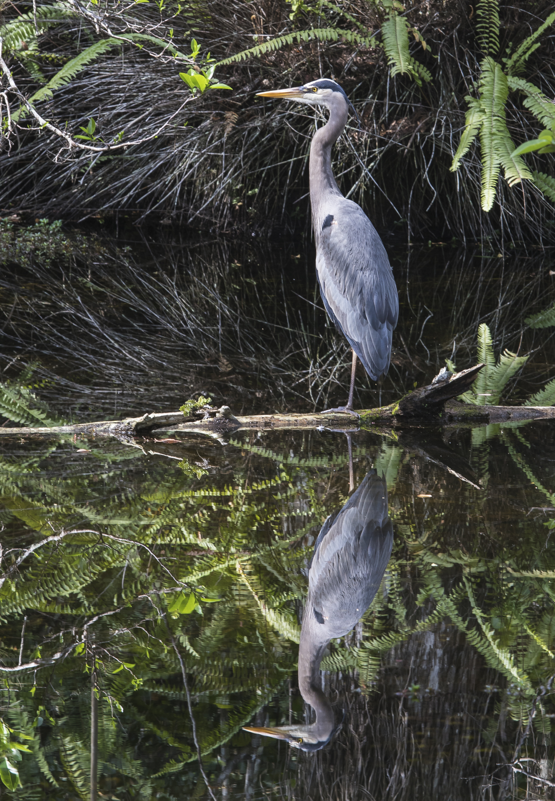 great blue heron