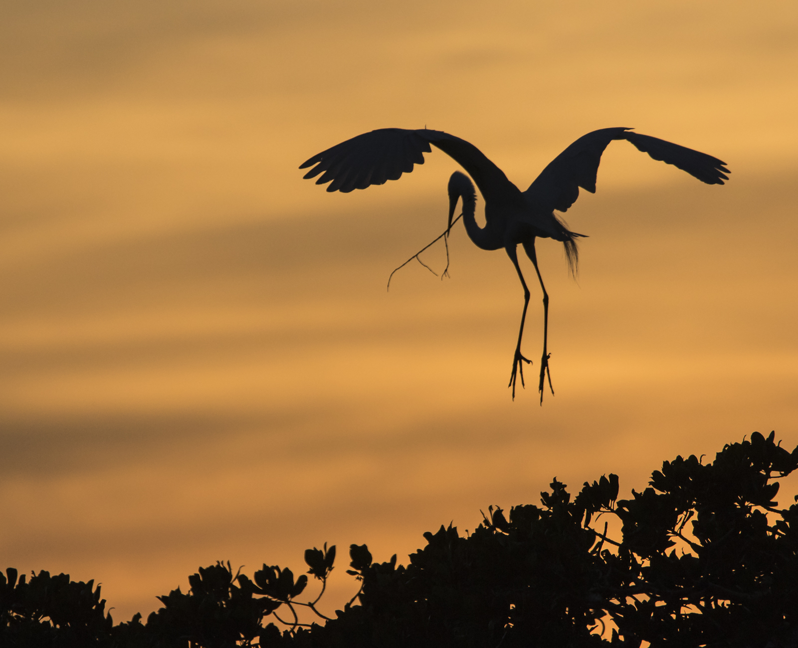 great egret carrying stick against orange sky 1