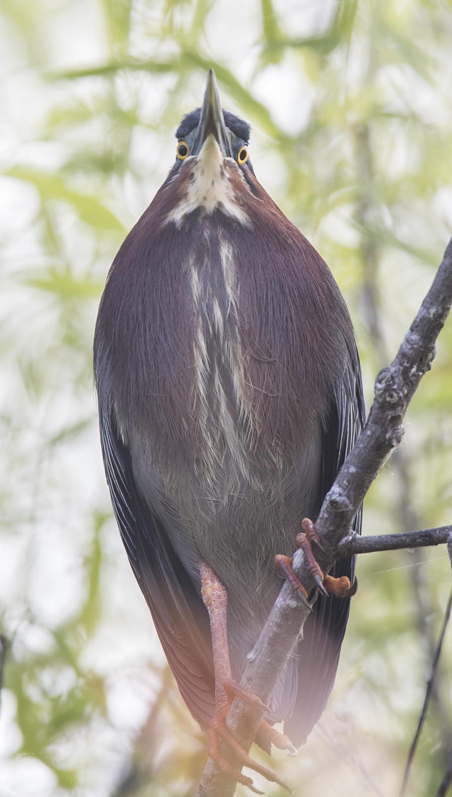 Green heron