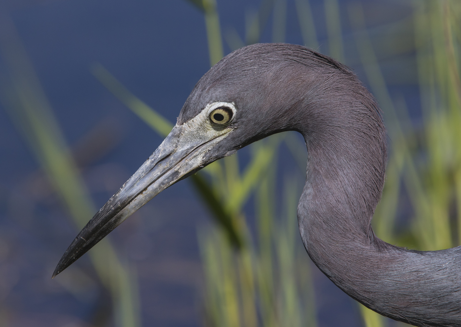 little blue heron head