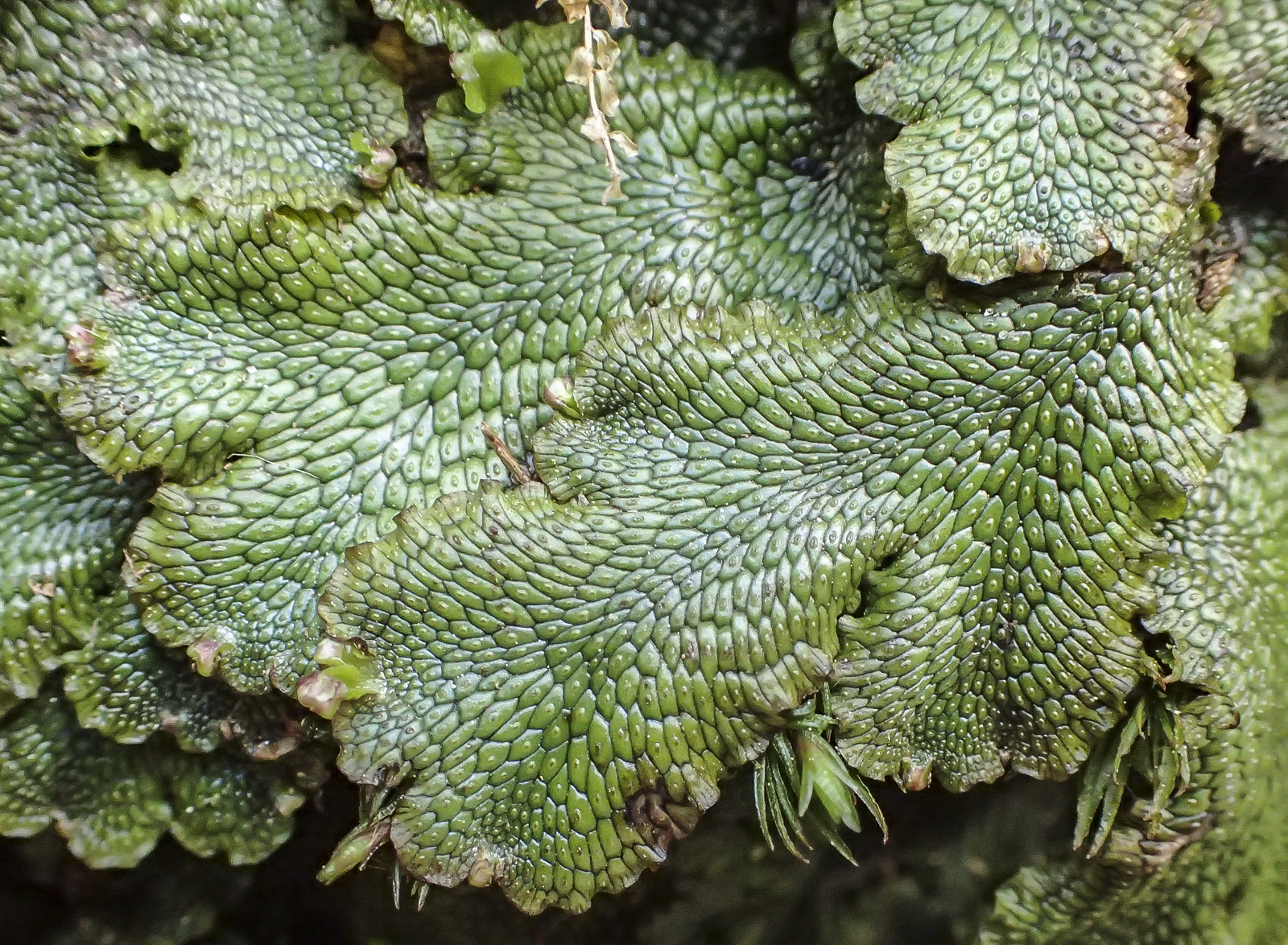 liverorts close up 1