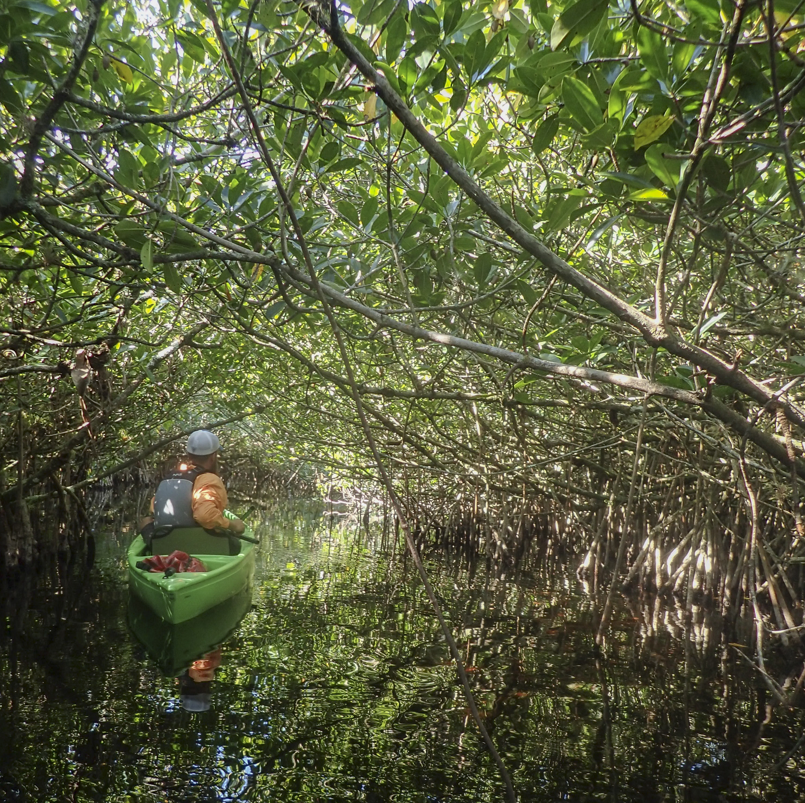 mangrove tunnel on Turner River