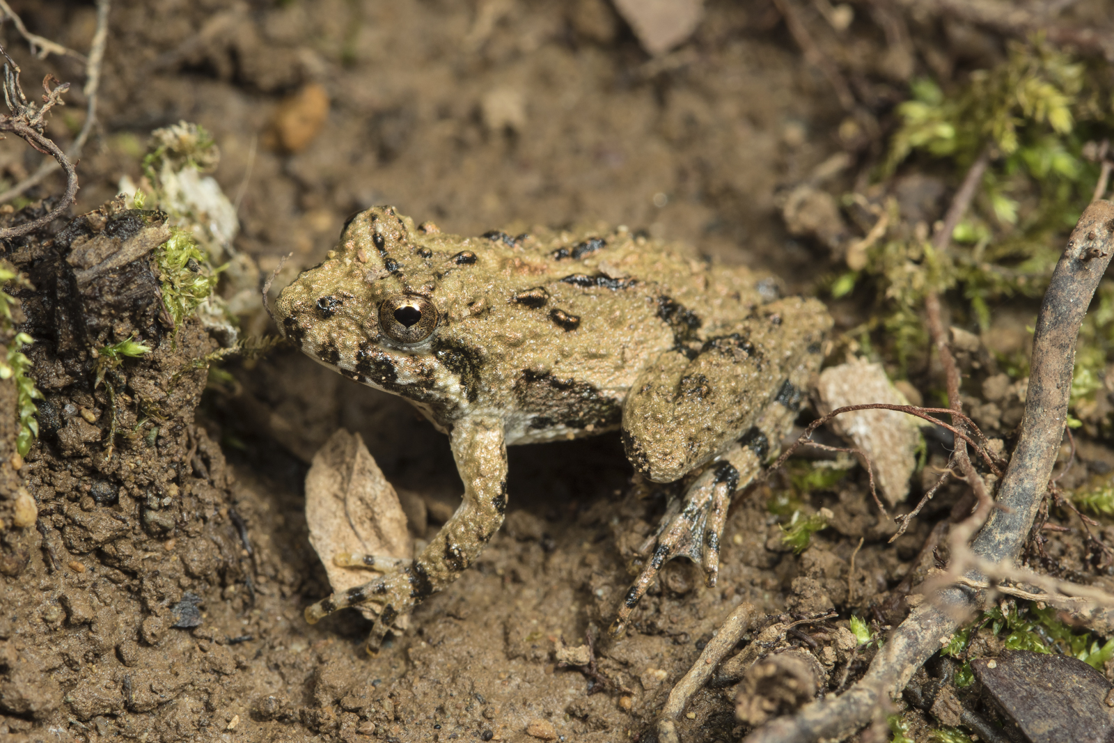 Northern cricket frog reddish brown