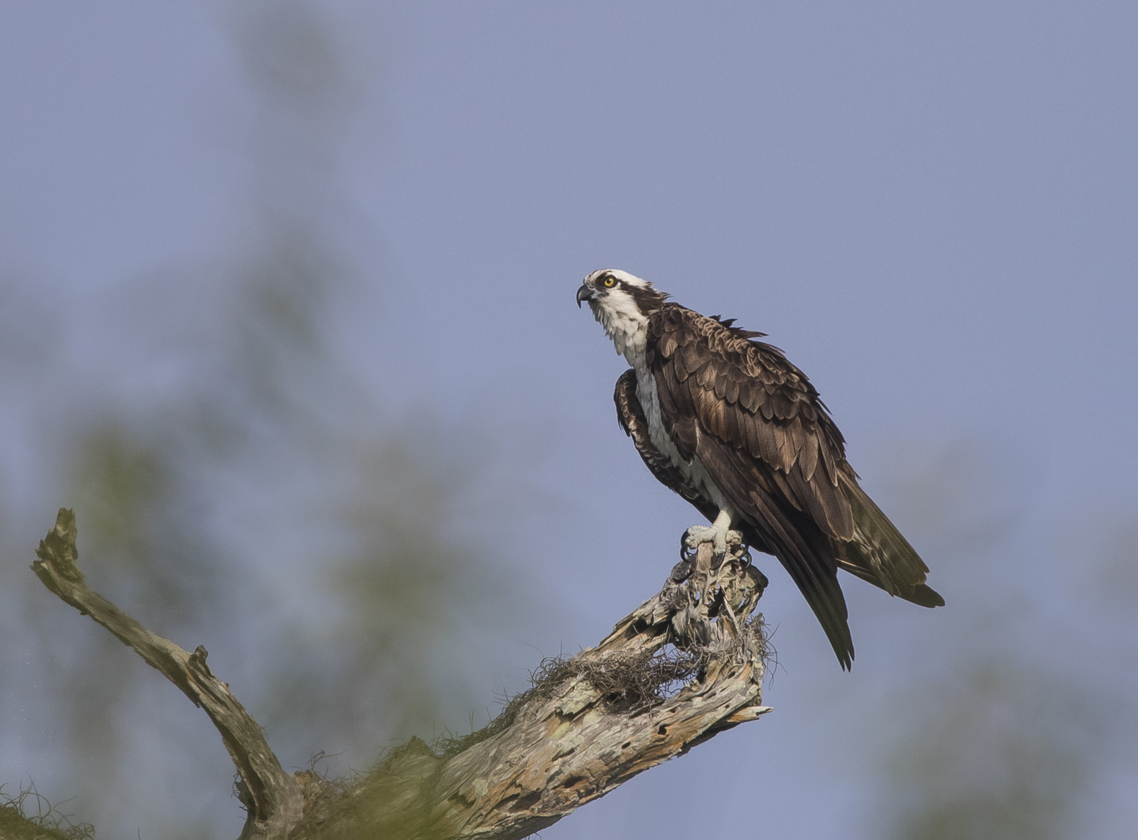 osprey on Turner River