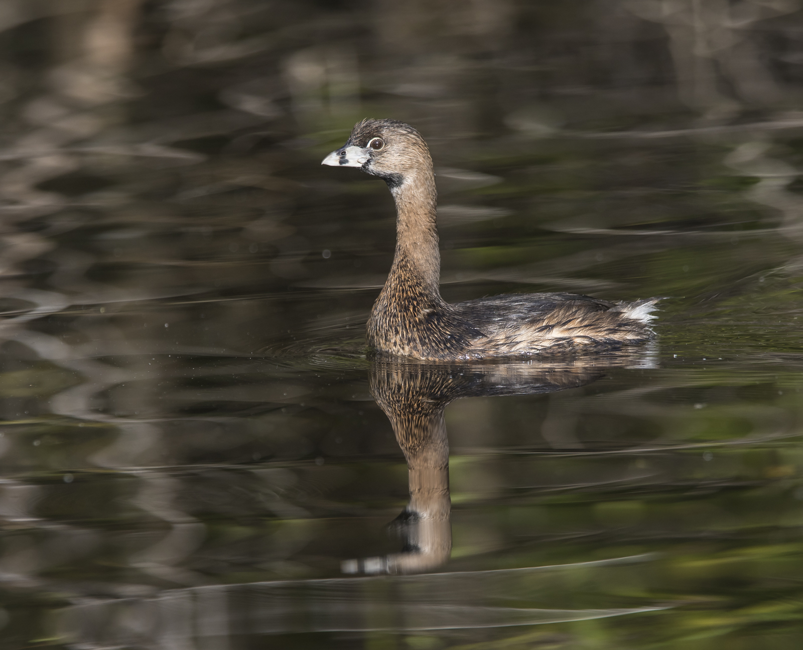 Pied-billed grebe on Turner River