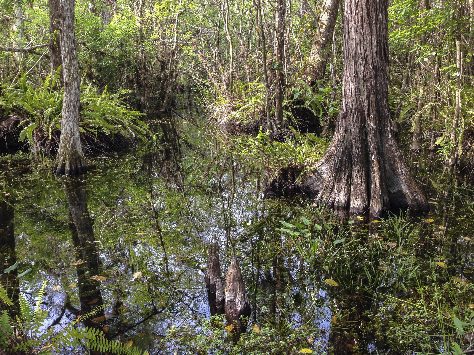 pond at Big Cypress Gallery