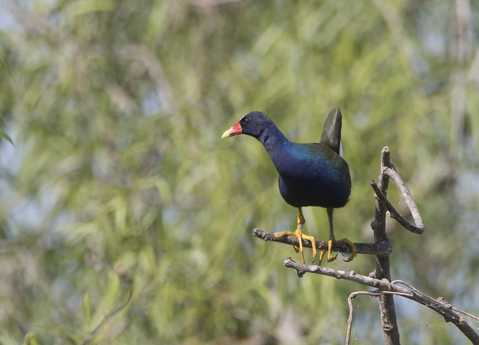 Purple gallinule