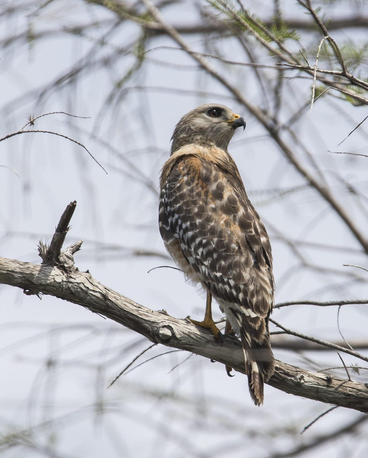 red-shouldered hawk