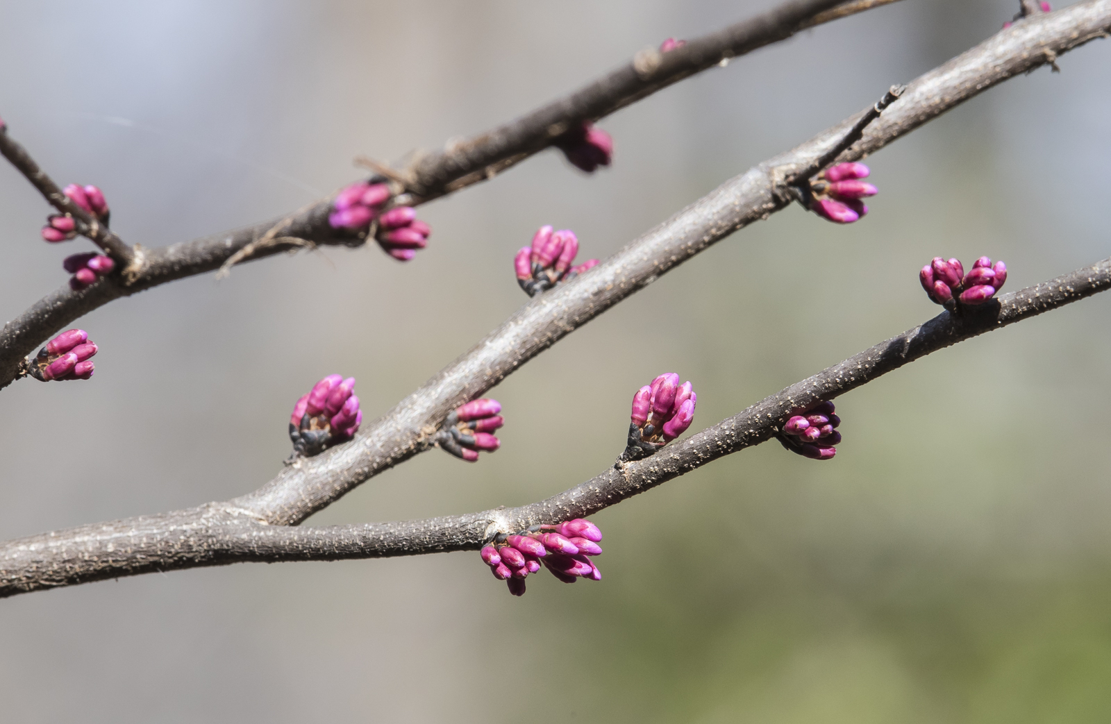 Redbud flower buds