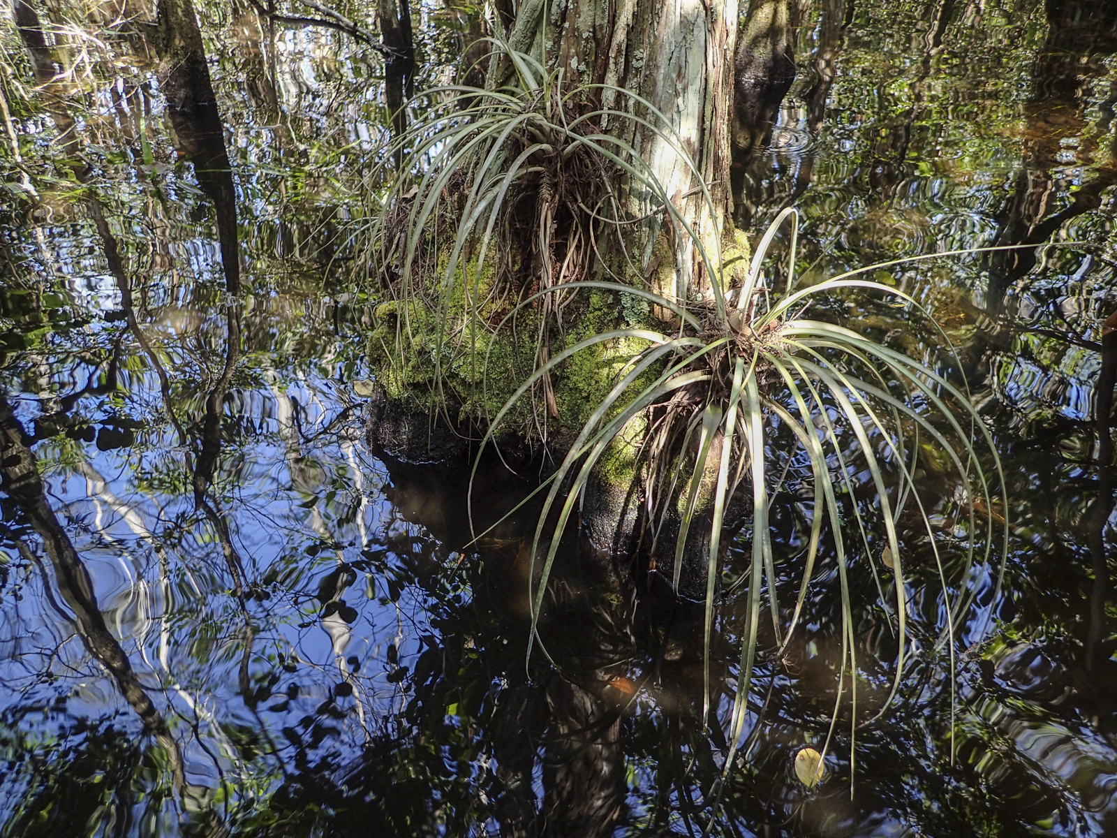Scene along the swamp walk trail