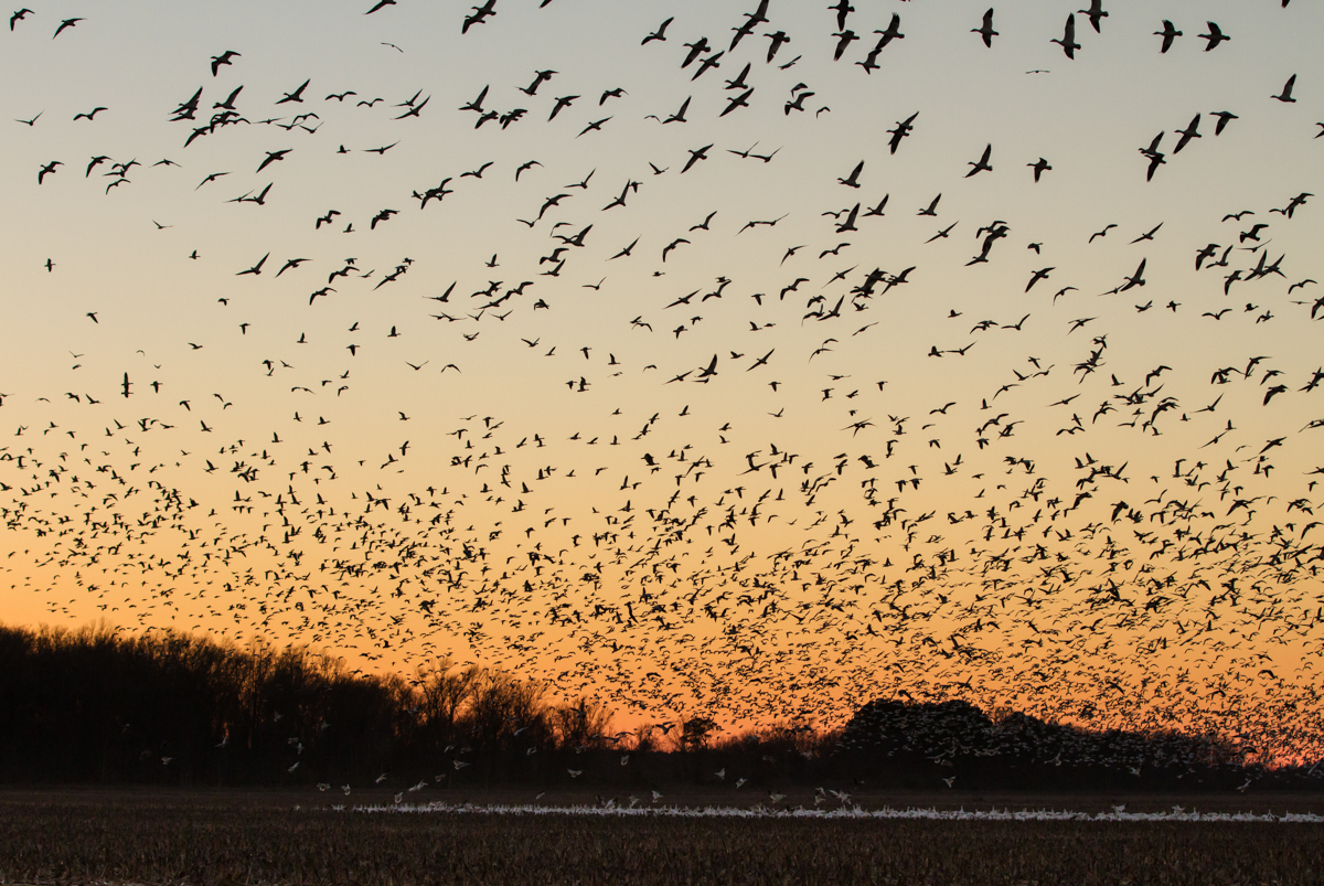 Snow Geese flying over field
