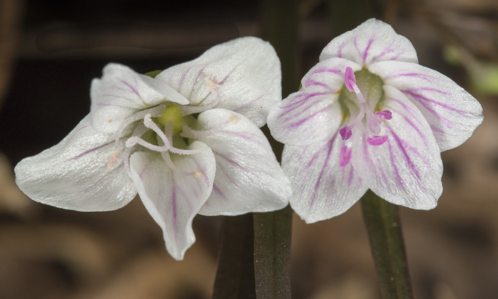 Spring beauty flowers 1