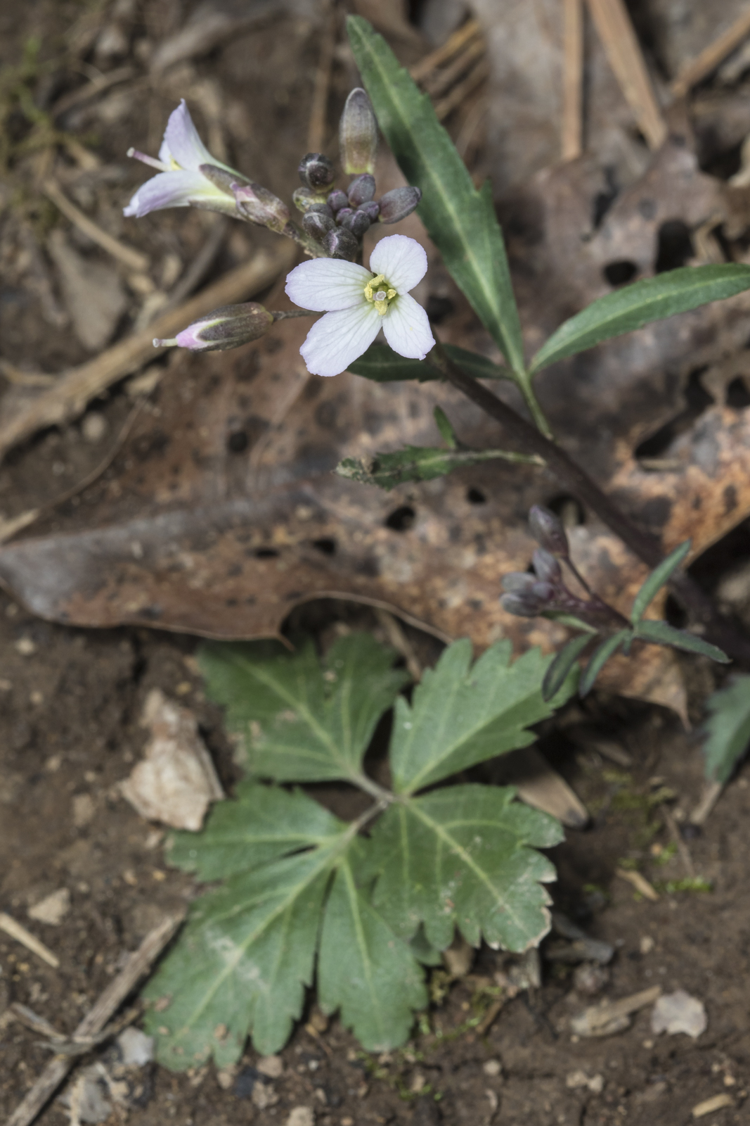 Toothwort flowers