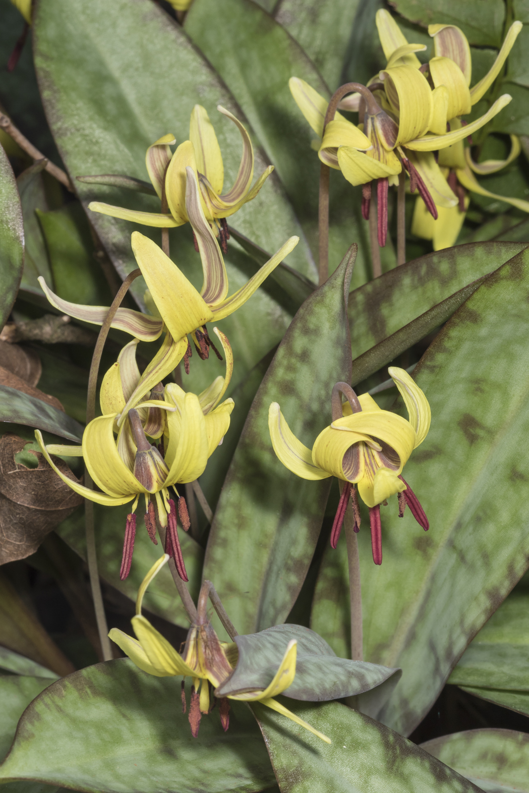 Trout lily flower clump