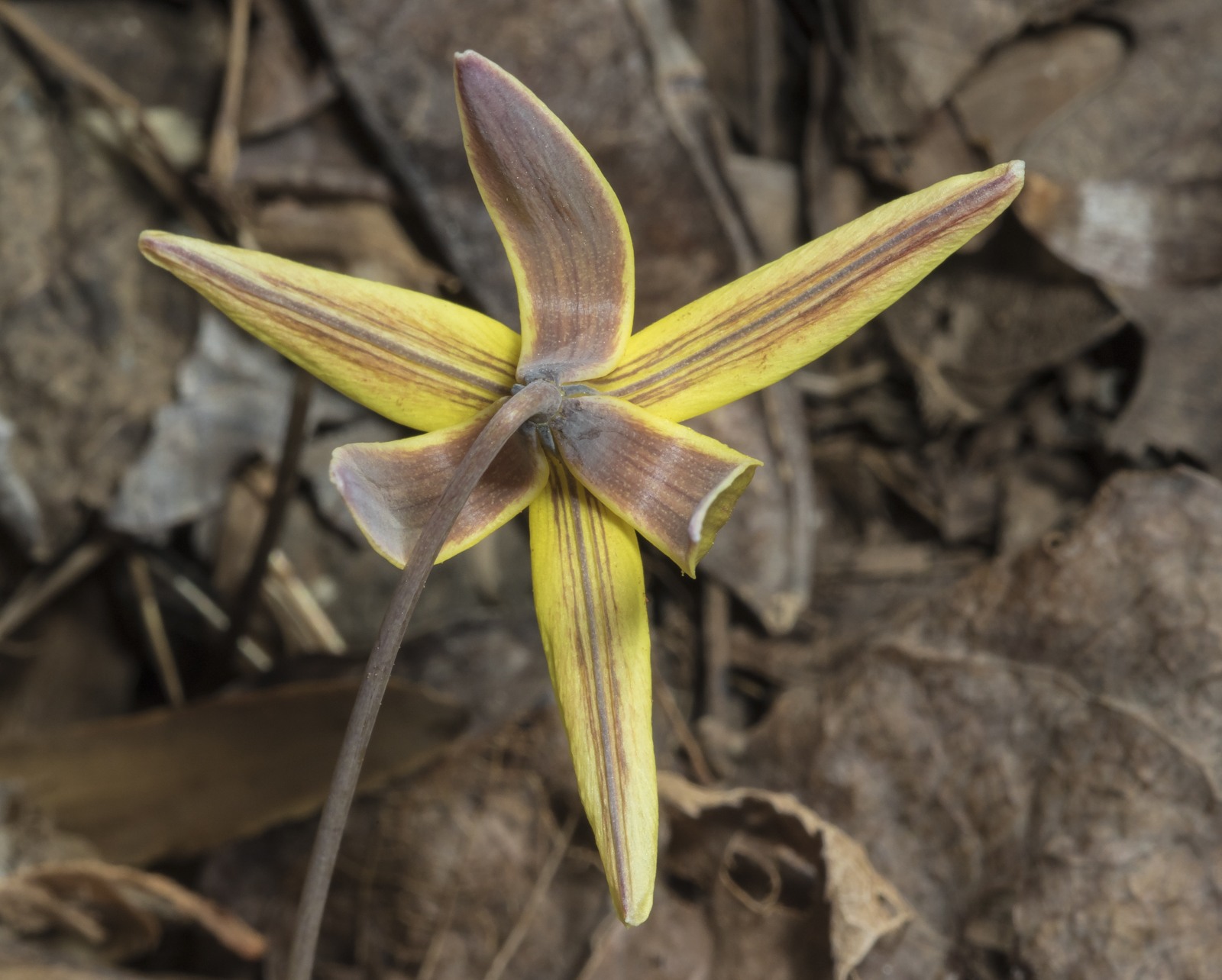 Trout lily flower from above