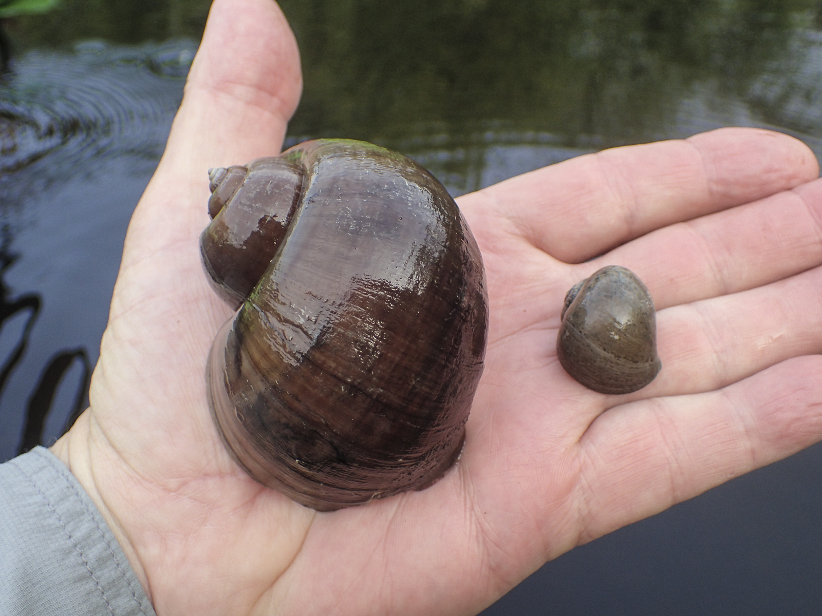 two species of apple snails