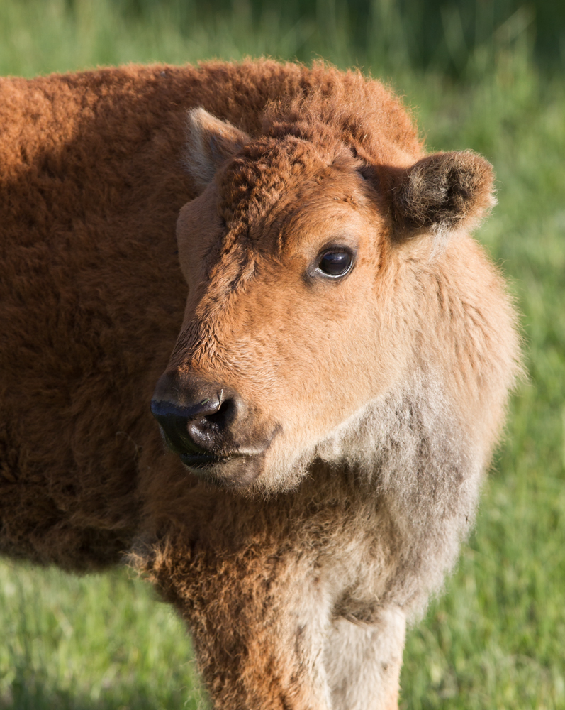 Baby bison profile