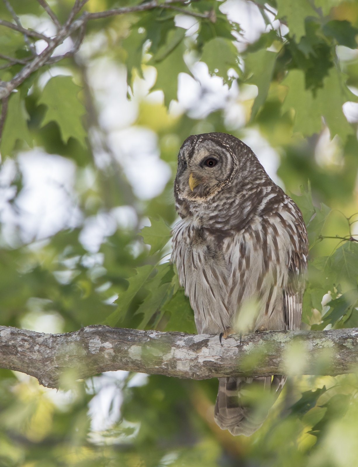 Barred owl near nest