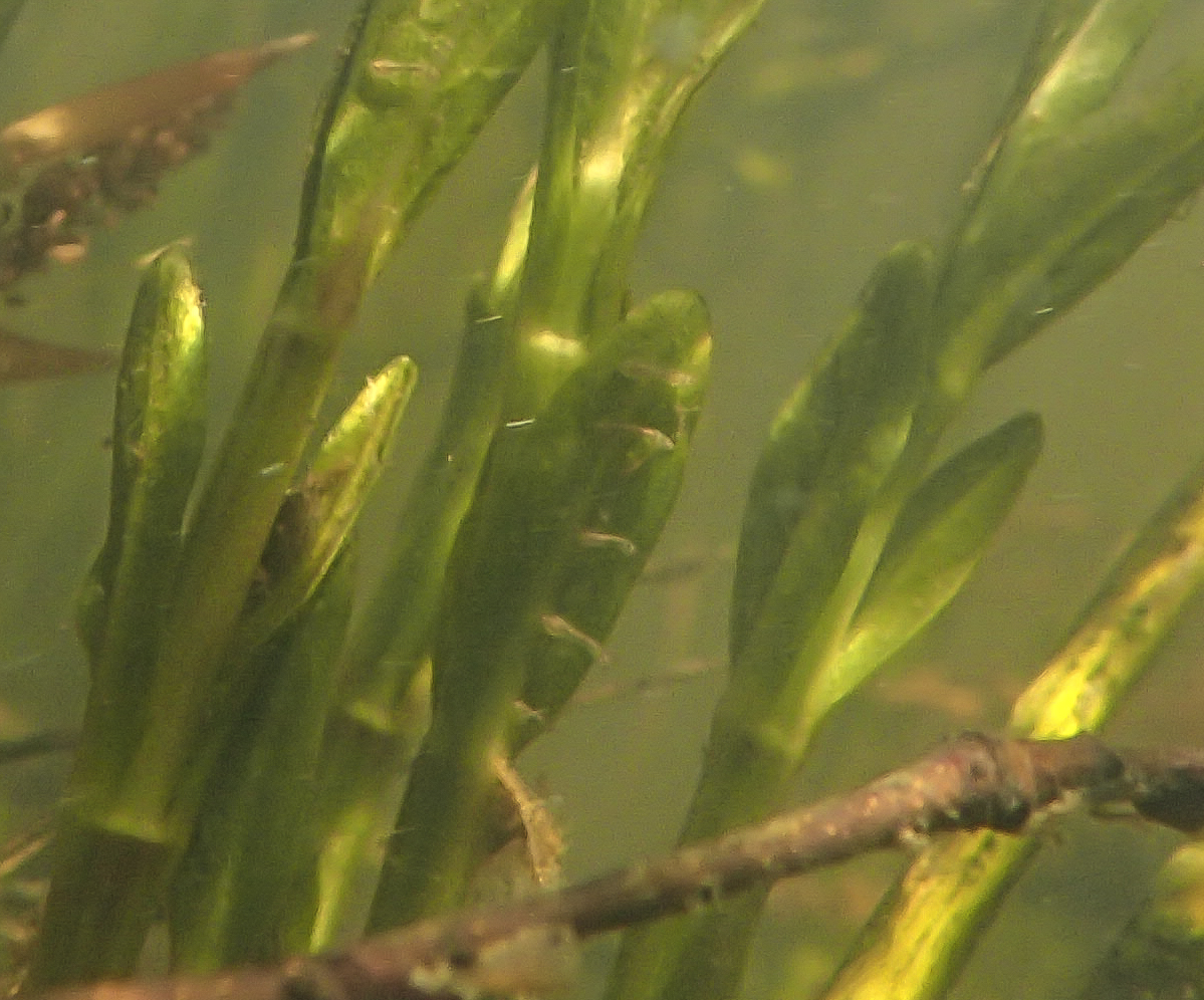 blackflies on vegetation