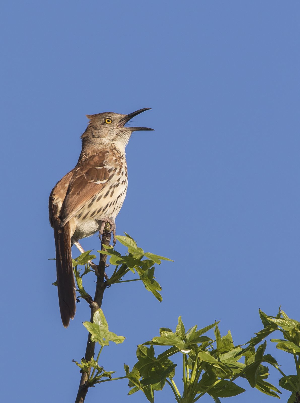 brown thrasher singing 1