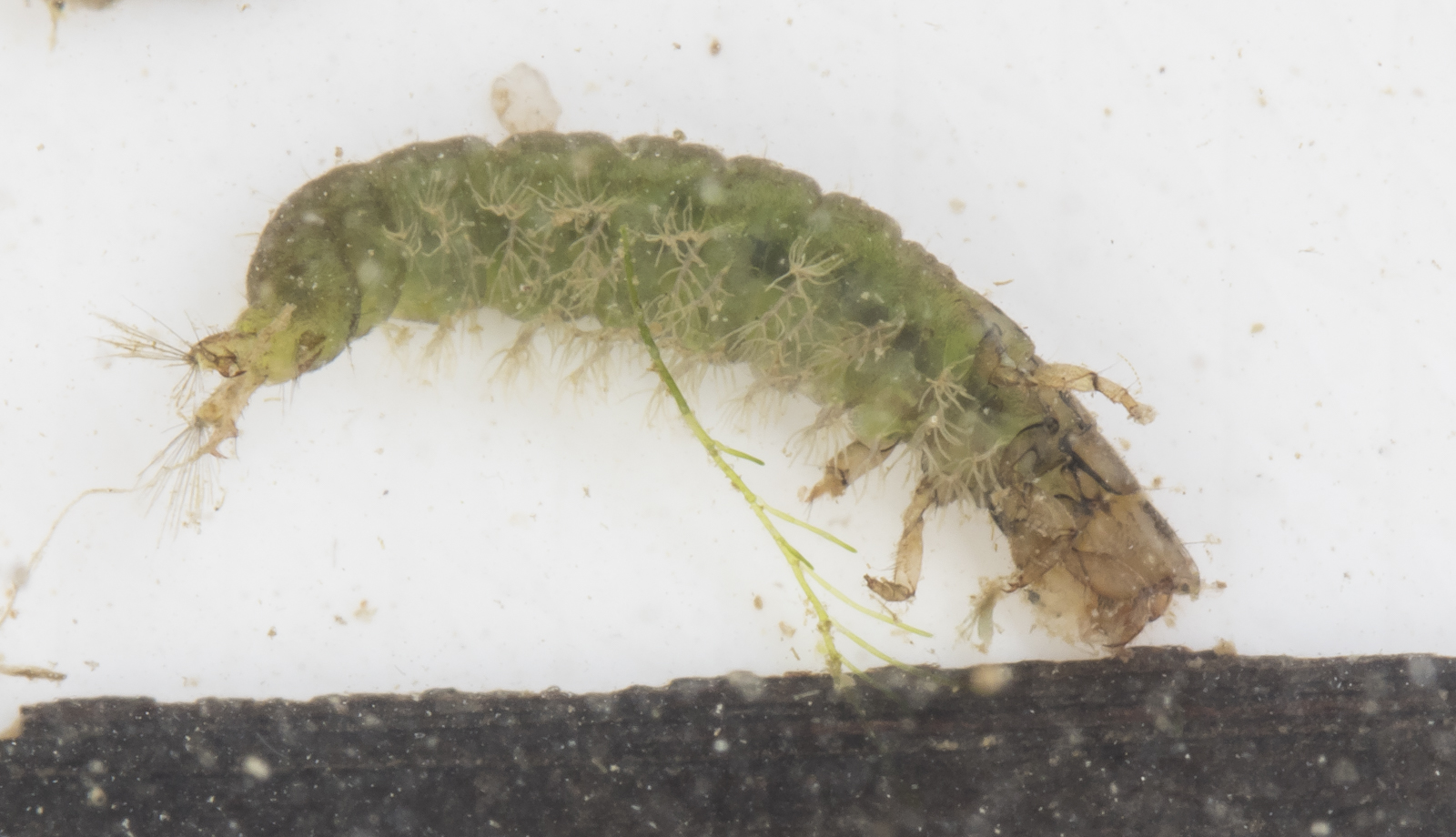 caddisfly larva green