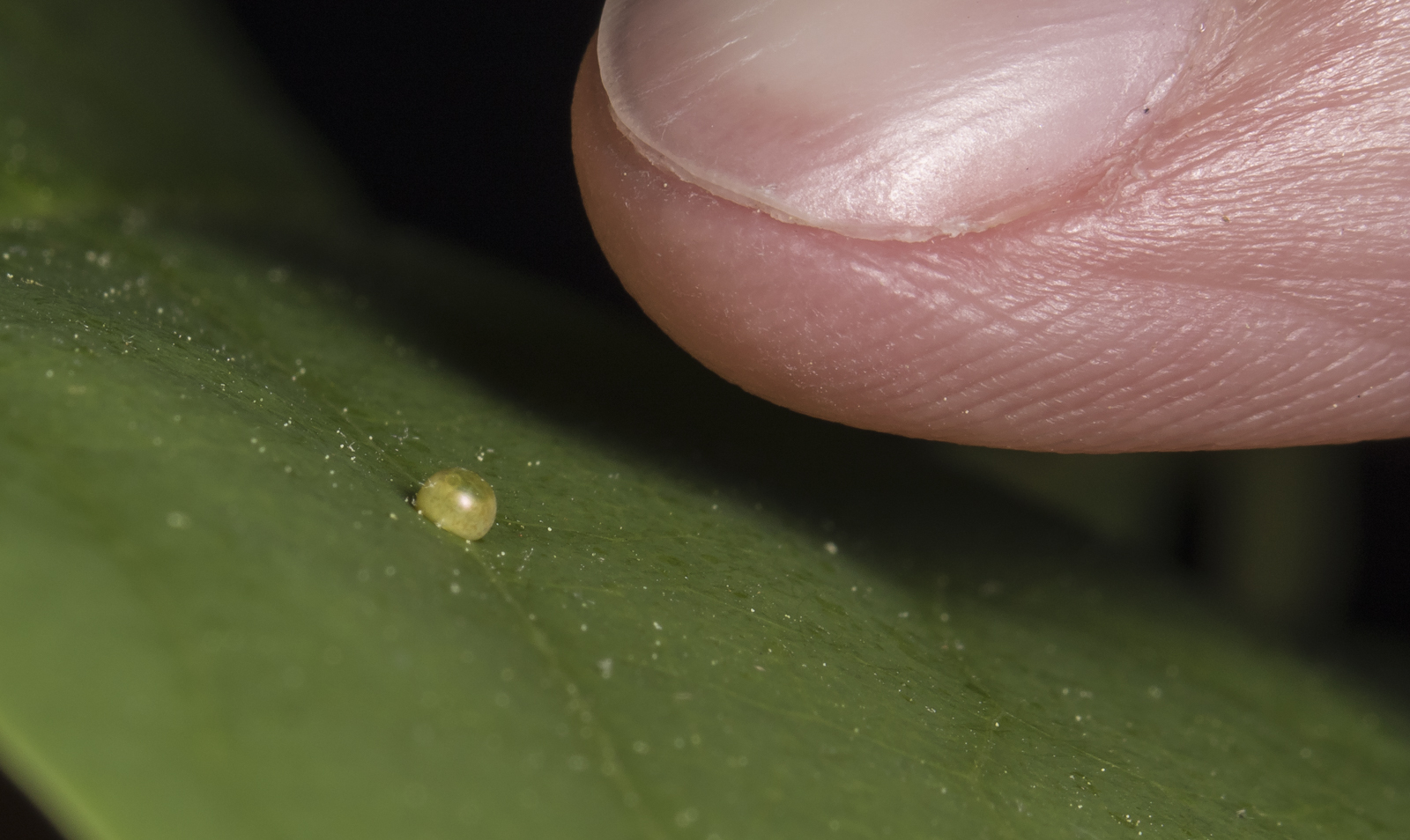Eastern tiger swallowatil egg with finger for scale