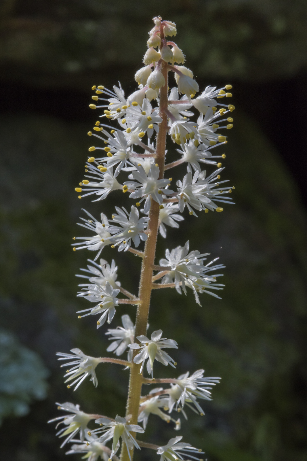 foamflower