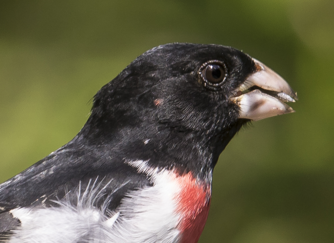 head shot of grosbeak
