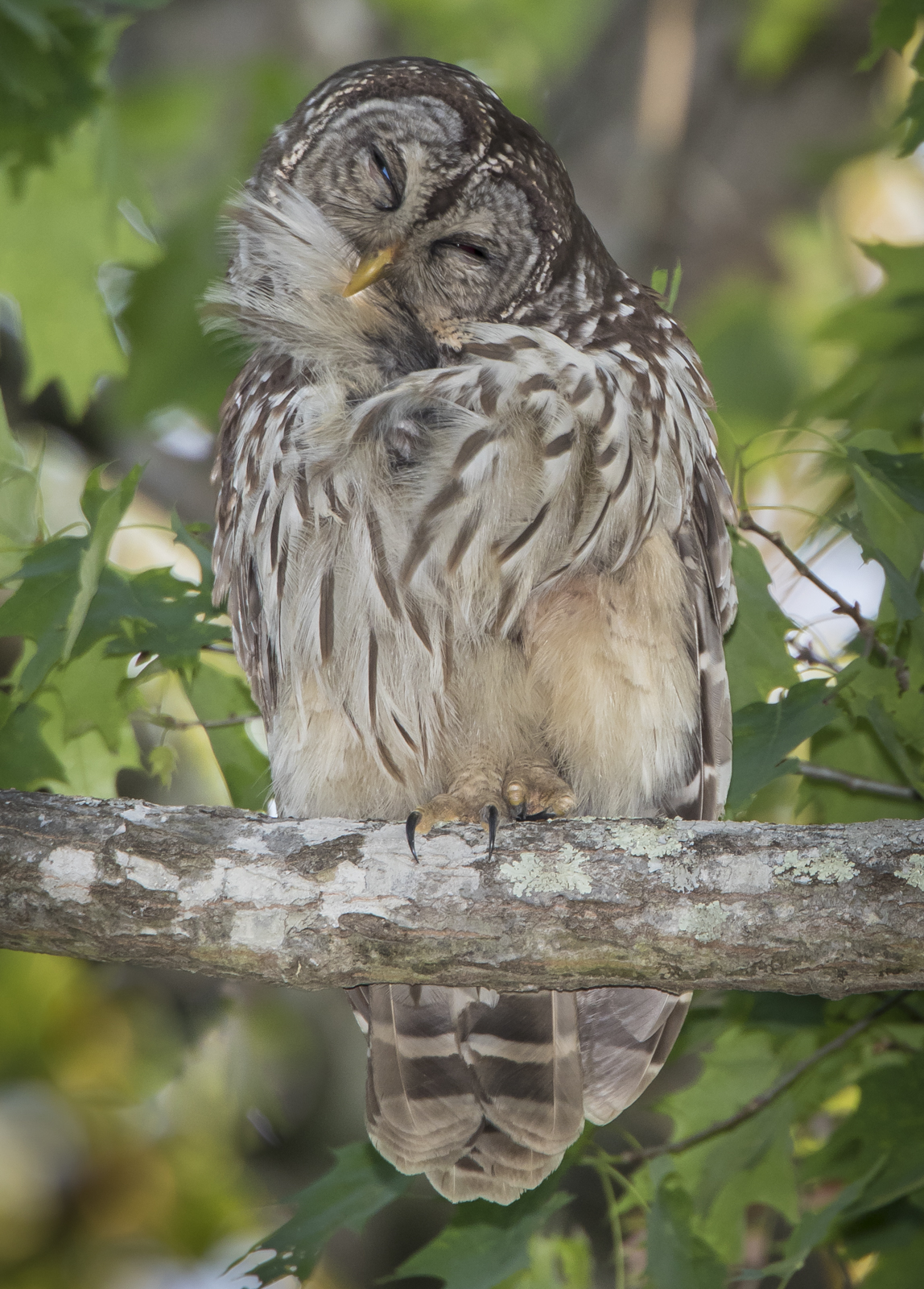 owl preening 1