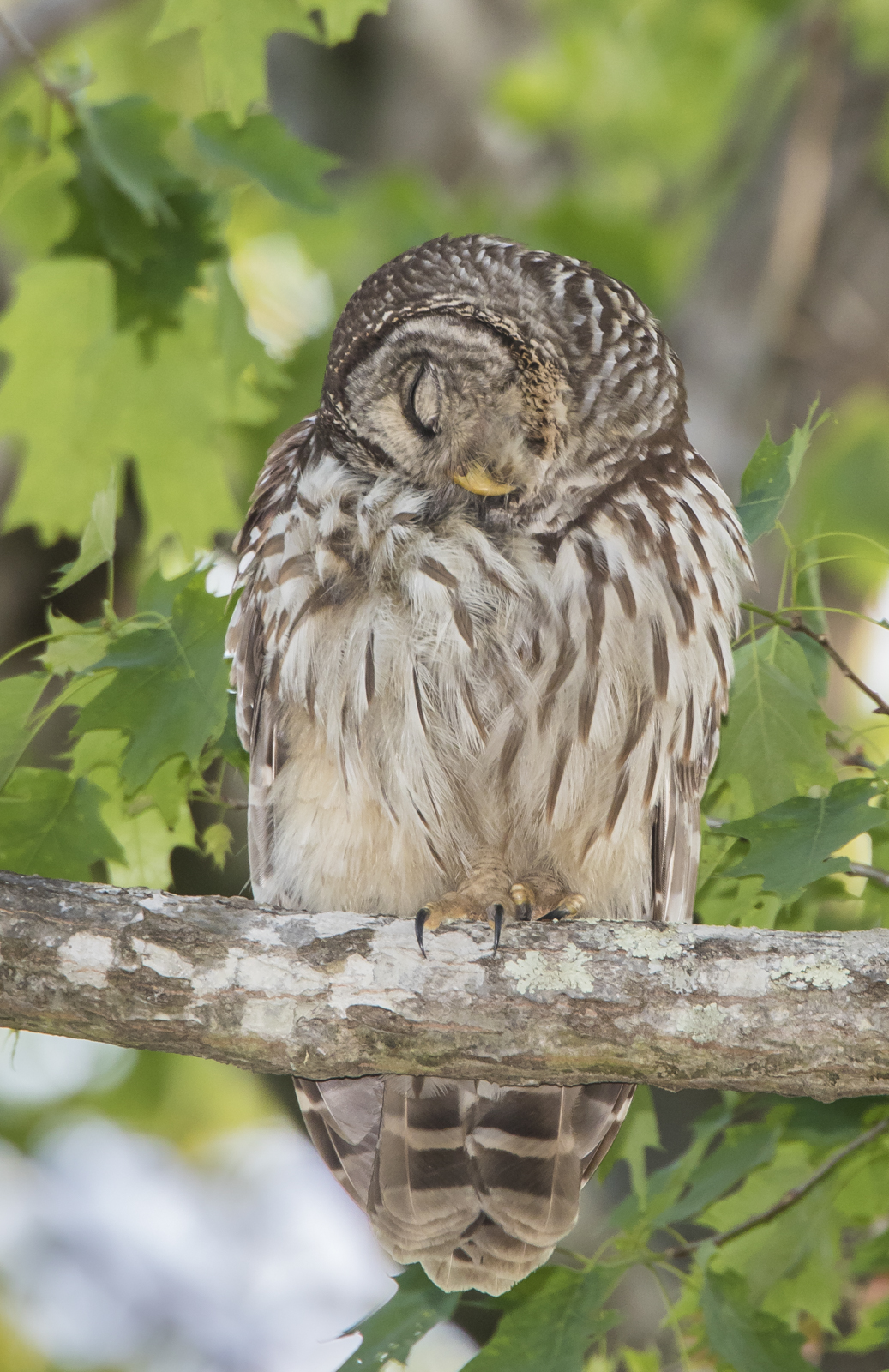 Owl preening