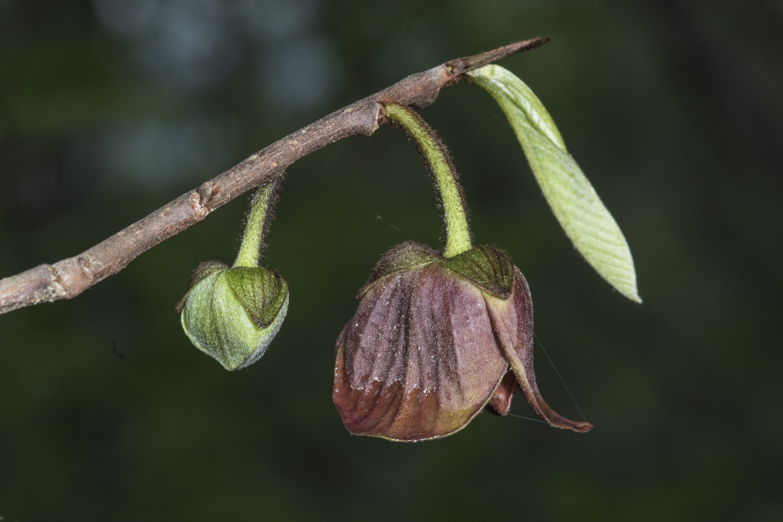 pawpaw flower and bud