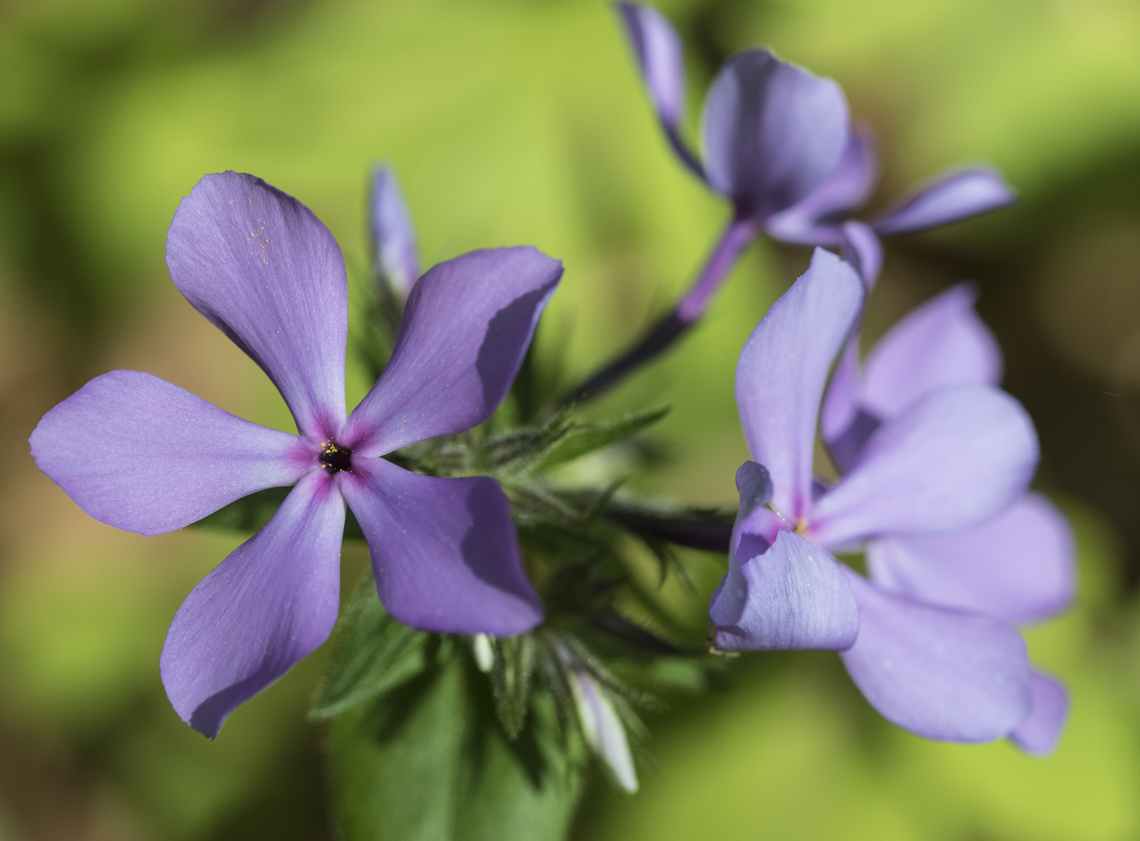 Phlox flowers